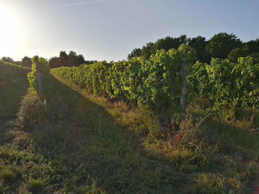 Rangs de vigne en plein été