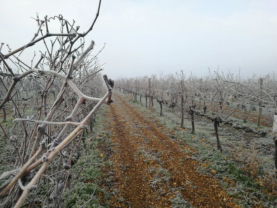 Vigne sous le givre, les rangs à perte de vue