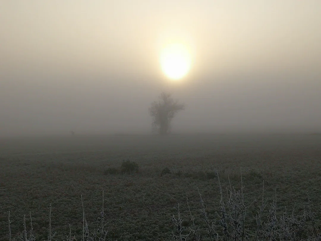 Soleil pâle perçant la brume au-dessus d'un champ gelé