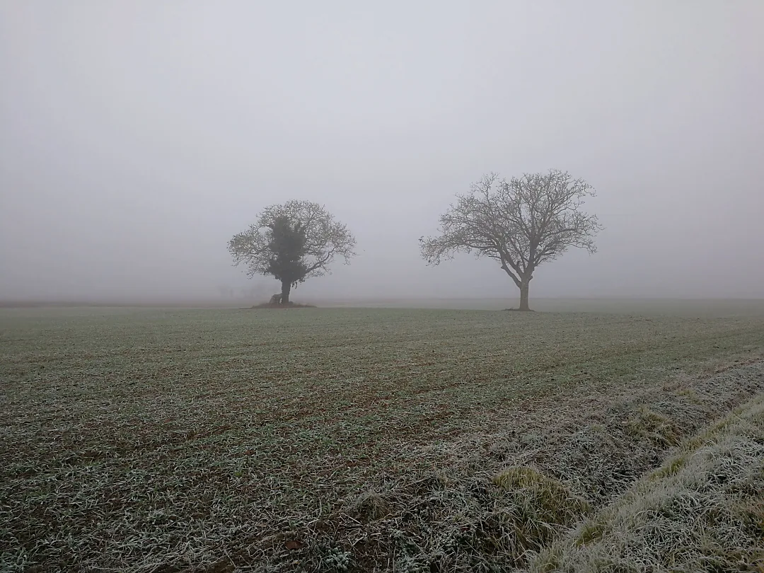 Deux arbres nus dans la brume, sur un champ givré