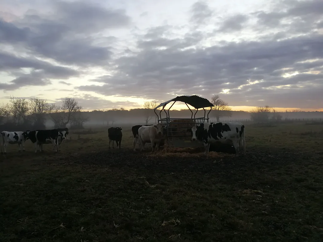 Vaches à l'abri dans un pré au lever du jour