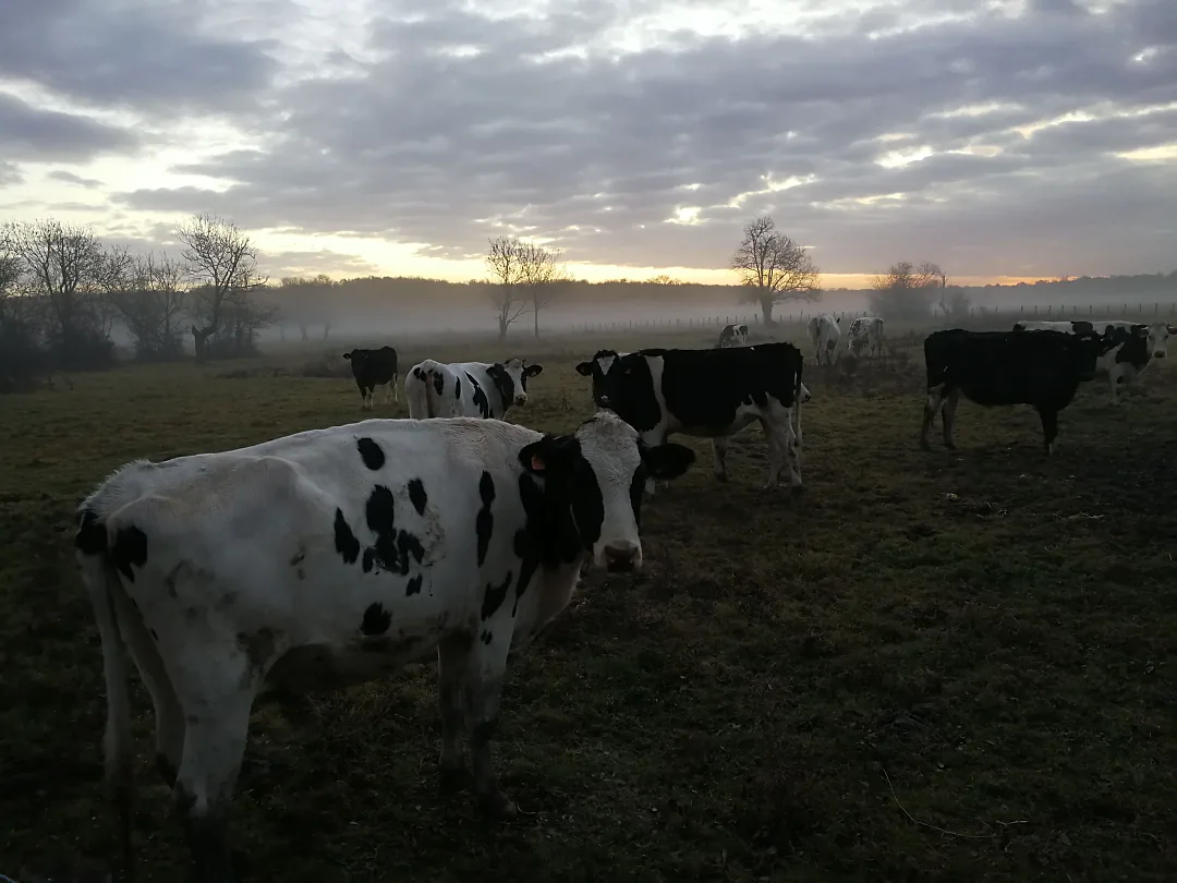 Troupeau au crépuscule sous un ciel bas