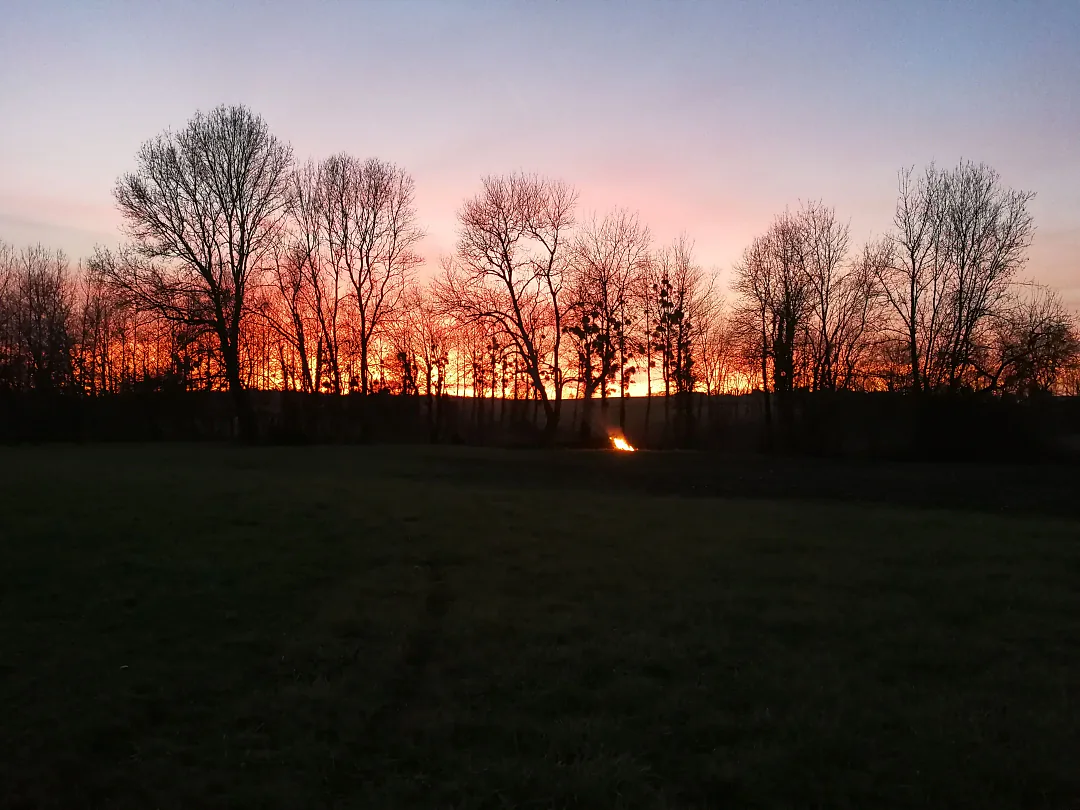 Feu de branches au crépuscule derrière une rangée d'arbres