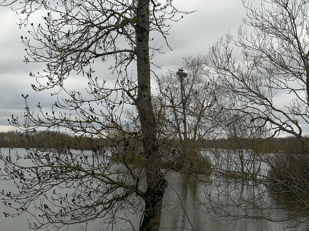 Arbres nus reflétés dans les prés inondés