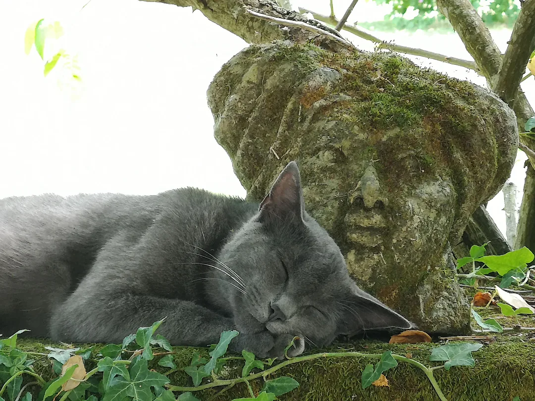 Le chat du logis endormi au pied d'une vasque de pierre
