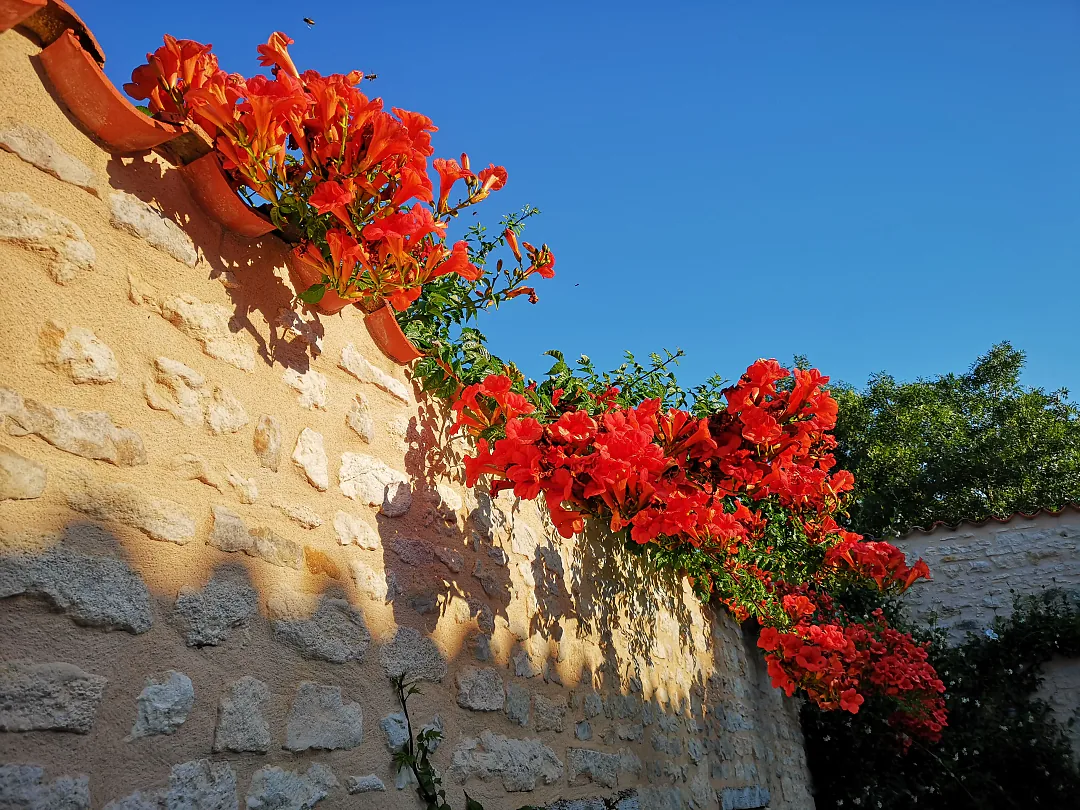 Fleurs rouges débordant d'un mur de pierre