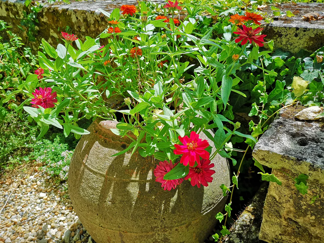Zinnias rouges dans une vasque de pierre
