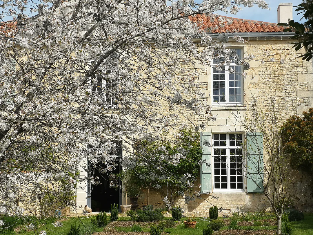 Le logis derrière un arbre en fleurs, au printemps