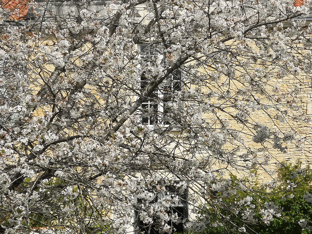 Branches en fleurs devant les fenêtres du logis