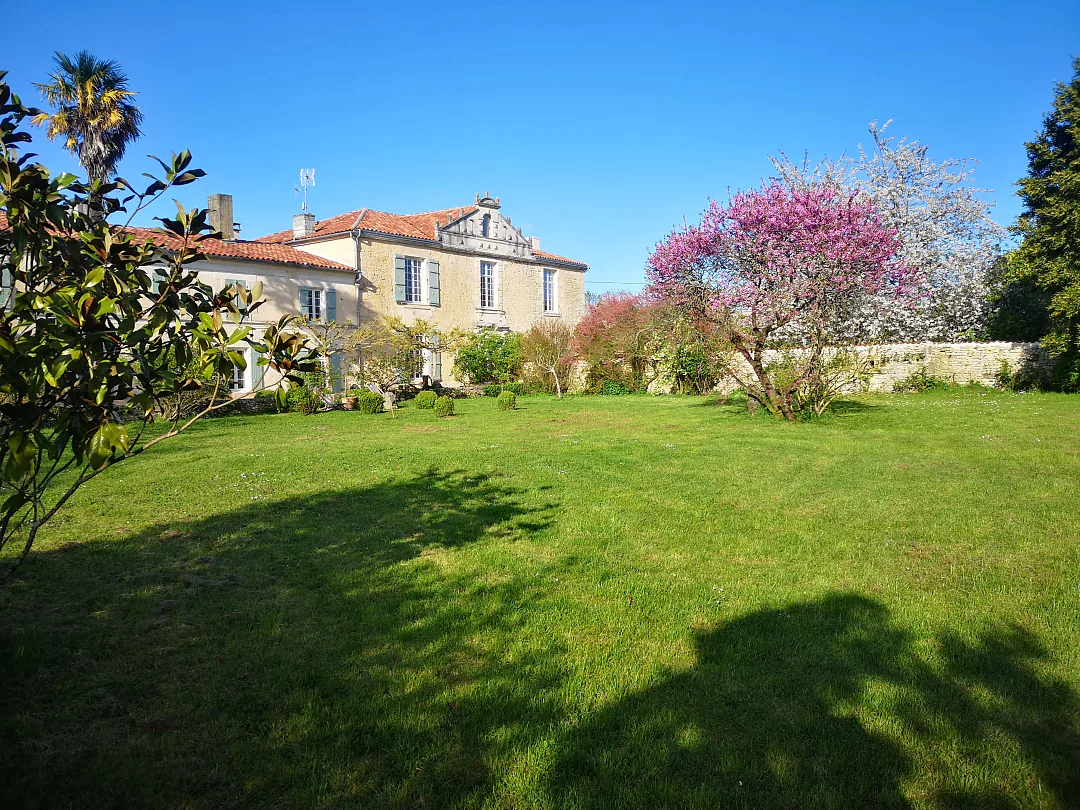 Arbre de Judée en fleurs sur la pelouse