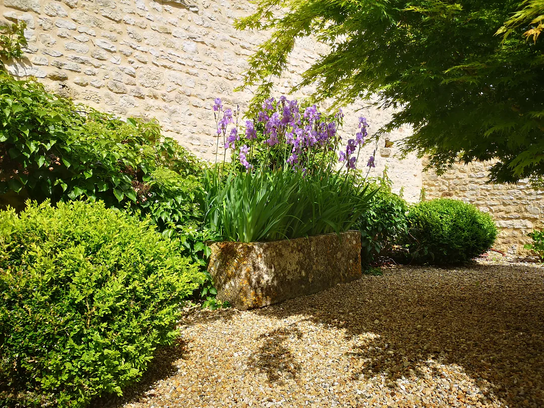 Iris en fleurs au pied du mur de pierre