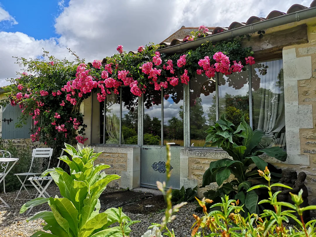 Roses grimpantes sur la pergola de la véranda