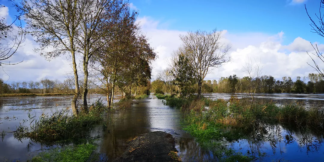 Prés inondés en hiver, les arbres les pieds dans l'eau