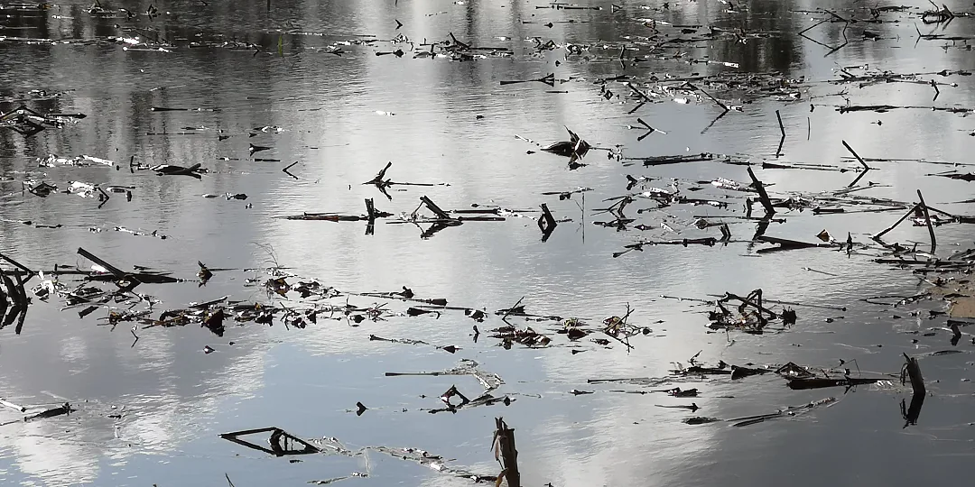 Branchages pris dans l'eau, reflets d'argent