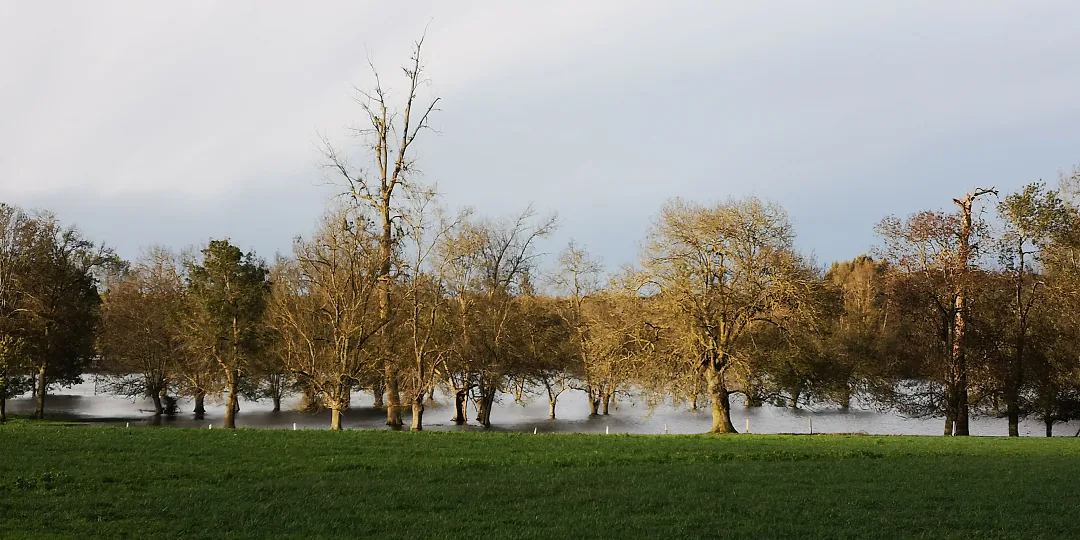 Rideau d'arbres nus au bord des prés inondés