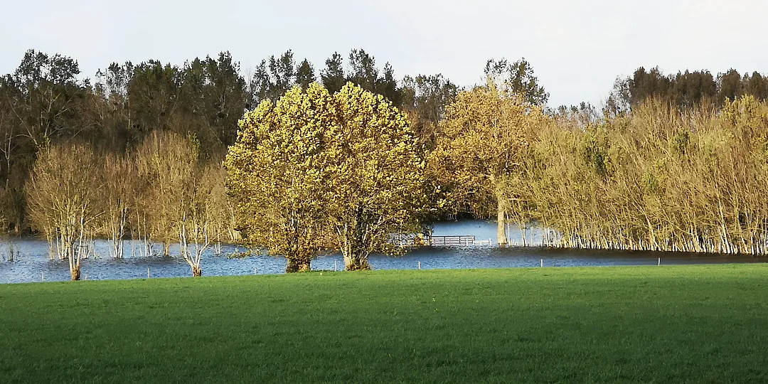 Chêne doré d'automne au bord de l'eau