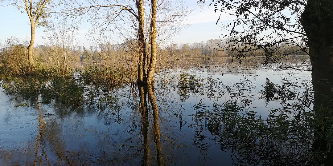 Grand arbre reflété dans les prés inondés