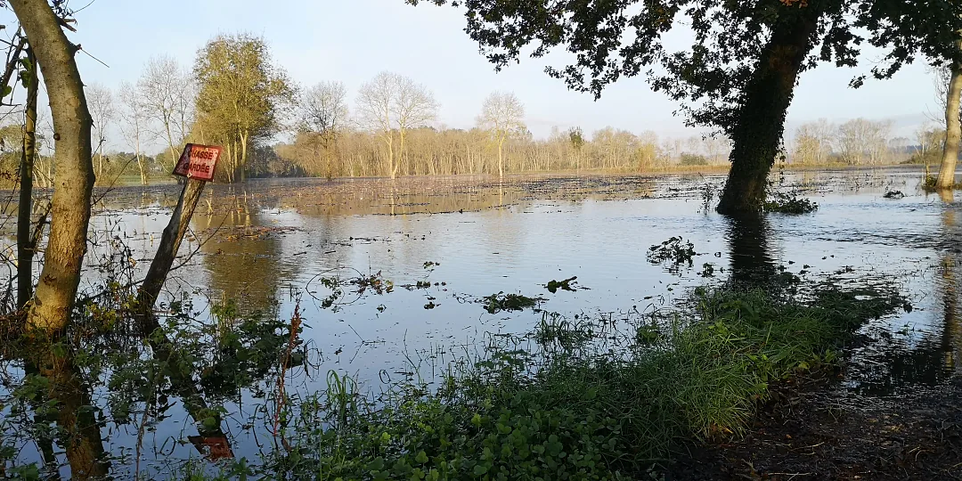 La crue au pied d'un chêne, repère rouge sur le tronc