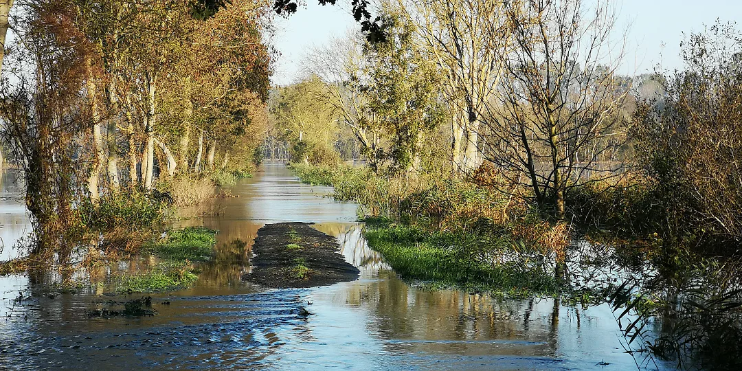 Chemin d'eau entre deux rangées d'arbres