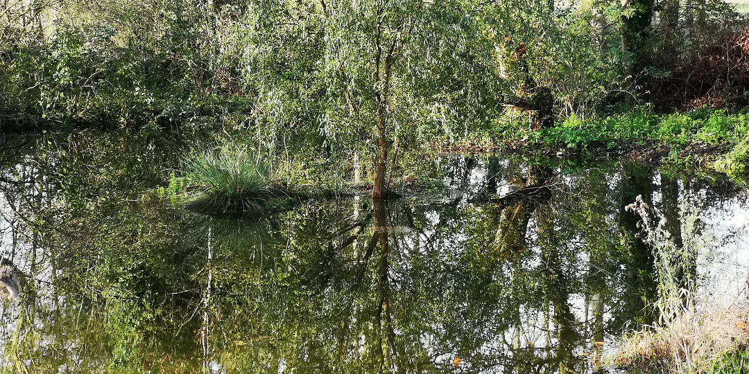 Saules penchés au-dessus de l'eau
