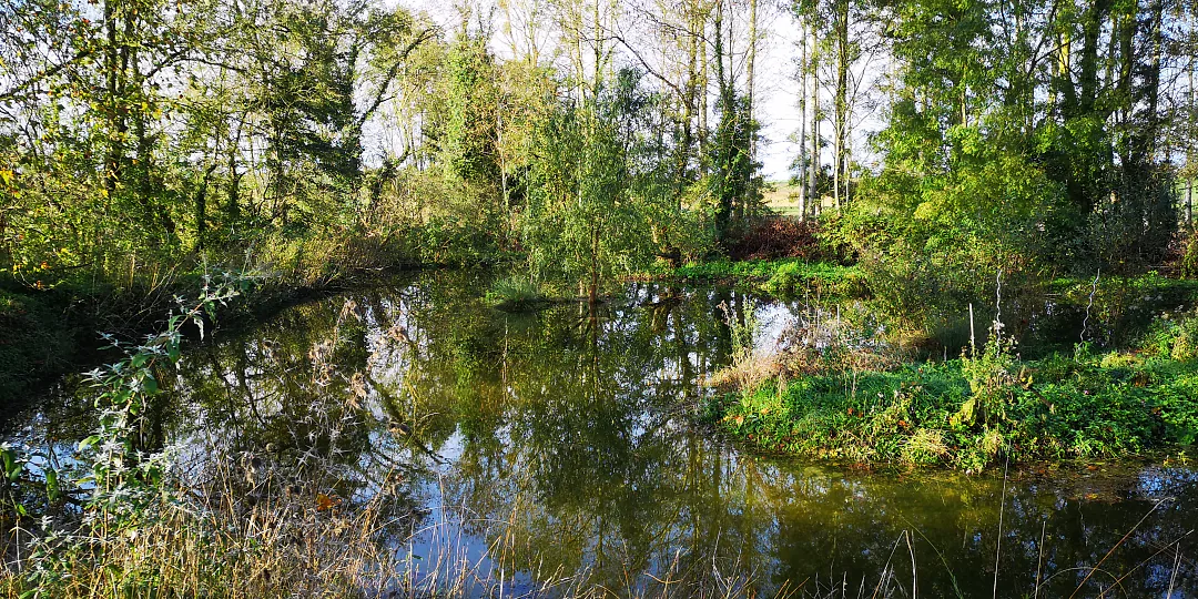 Miroir d'eau entre les arbres, au printemps