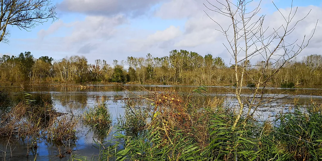 Roseaux et eau haute sous un ciel de novembre