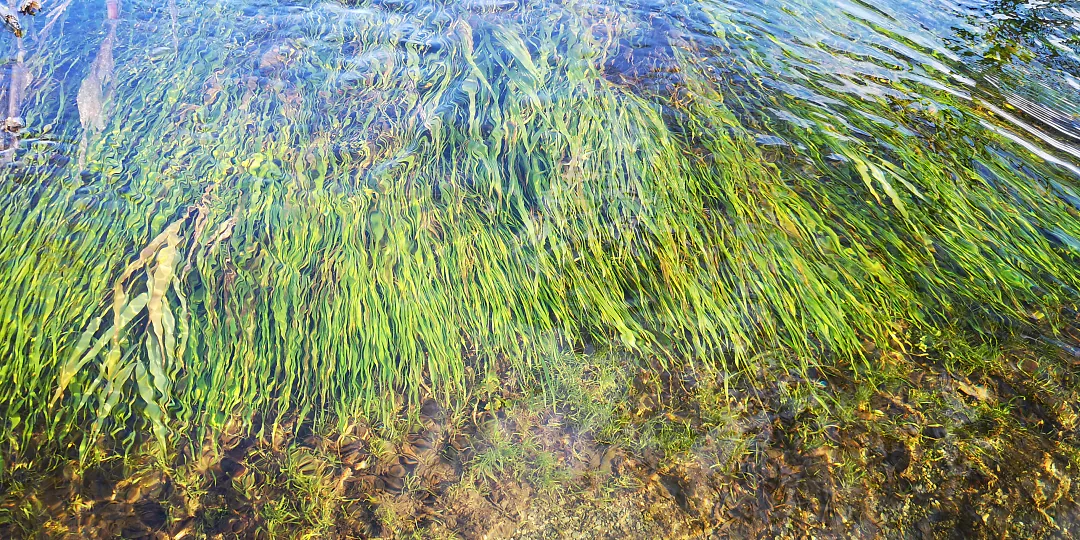 Herbes aquatiques ondulant sous la surface