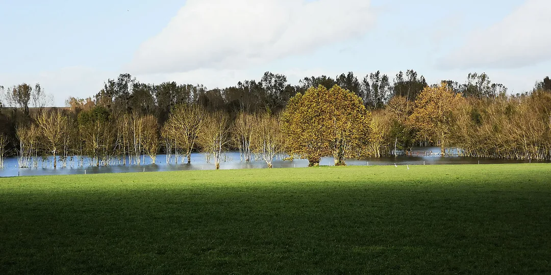 Prés inondés au petit matin, arbres alignés