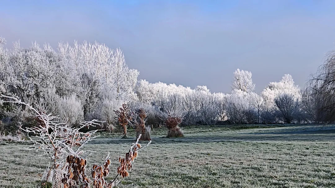 Givre blanc sur les arbres et les herbes