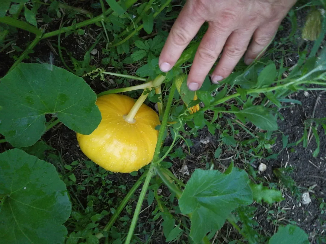 Cueillette d'une courge au potager