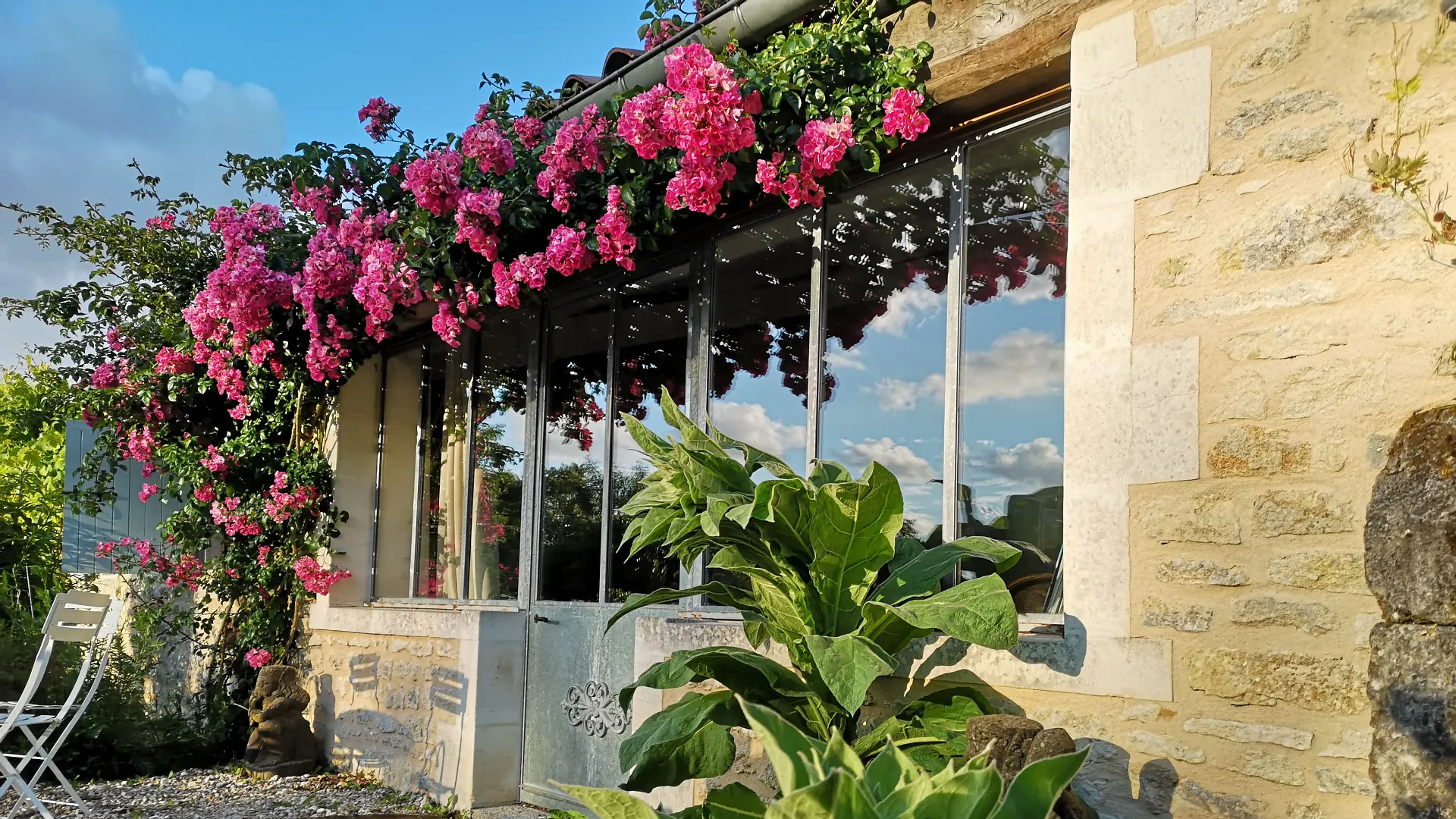 Rosier grimpant en fleurs devant la verrière, dans la lumière dorée de fin d'après-midi