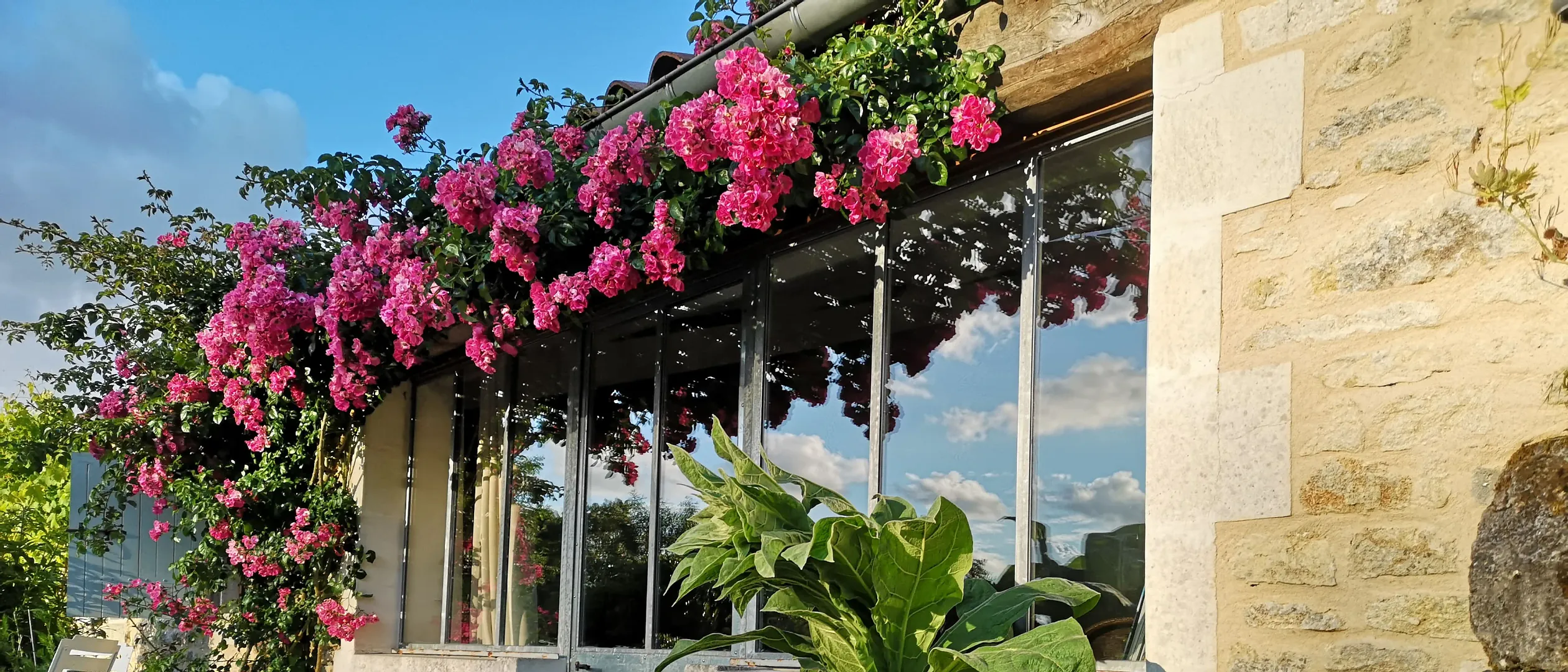 Rosier grimpant en fleurs devant la verrière, dans la lumière dorée de fin d'après-midi